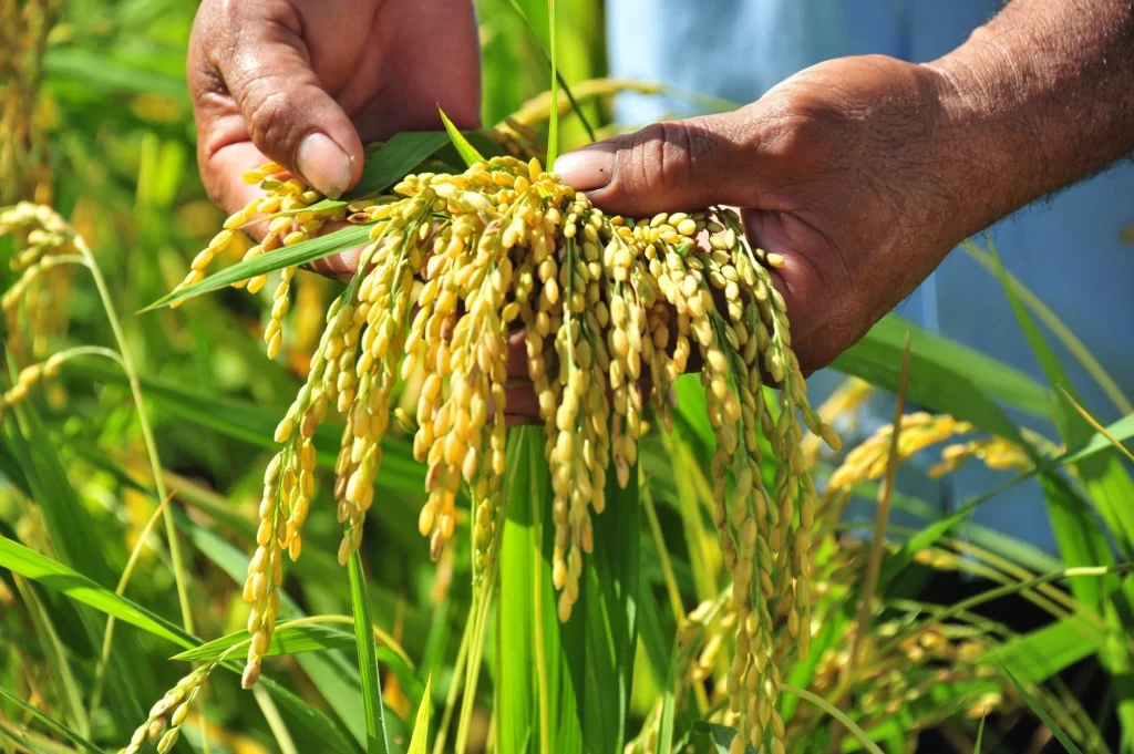 Tầm quan trọng của việc xuất khẩu gạo
